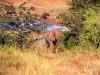 south_africa-75
