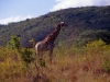 south_africa-80