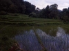 Chiang Mai, Rice Field