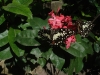 Butterfly Garden Restaurant Siam Reap