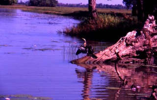 australien_kakadu_vogel_01