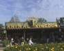 Animal Kingdom Disneyworld Orlando, 26