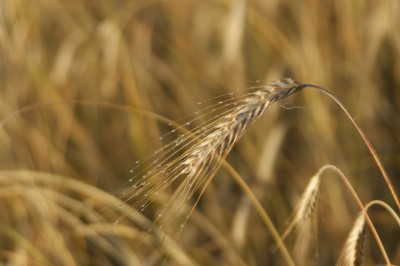 Grain Field in Austria
