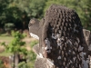 Phnom Bakheng