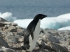 antartica_ocean_nova-20