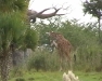 Animal Kingdom Disneyworld Orlando, 11