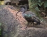 Animal Kingdom Disneyworld Orlando, 4