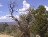 Grand Canyon, South Rim, Arizona 19