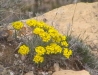 Grand Canyon, South Rim, Arizona 20