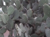 Mexico, cimg0318
