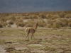 salta_argentina-25