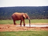 south_africa-19