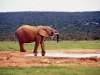 south_africa-55